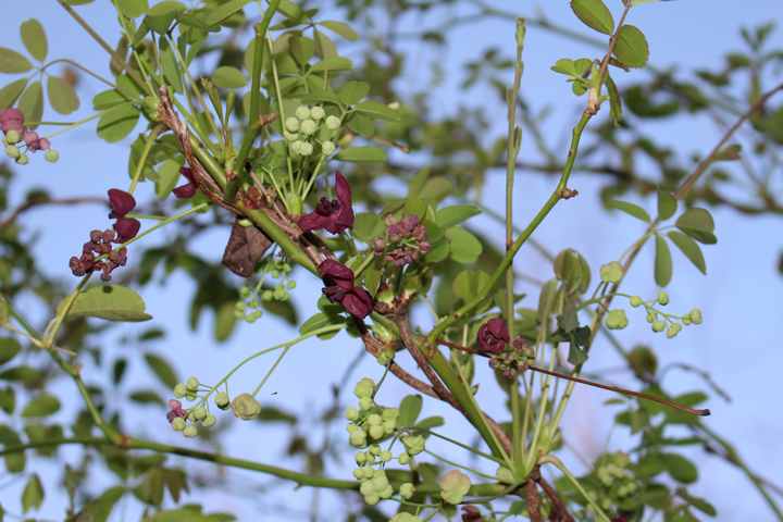 Akebia quinata !!! Img_3233