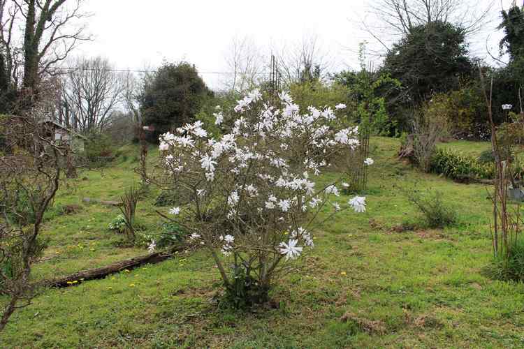 Magnolia stellata !!! - Page 2 Img_3315
