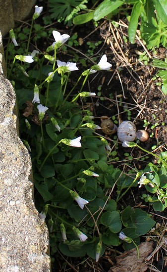 Viola sororia 'Freckles' Img_3516