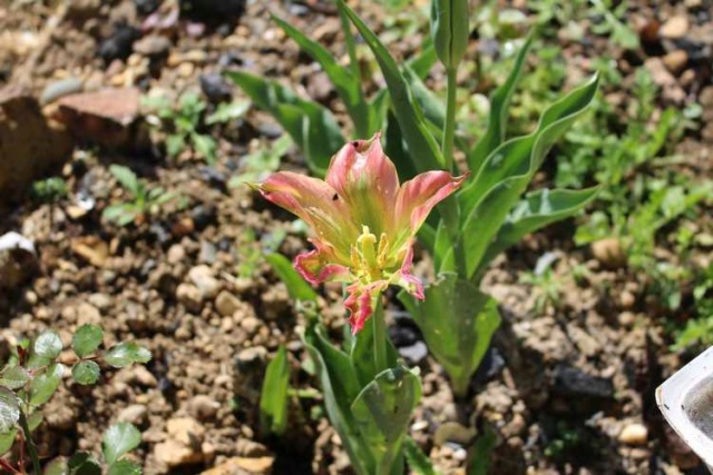 Tulipes. - Page 2 Img_3612