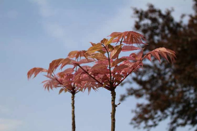 Hum..........je cherche.........Toona sinensis 'Flamingo'!! Img_3732