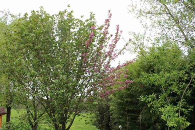 Prunus serrulata 'Royal Burgundy' Img_3744