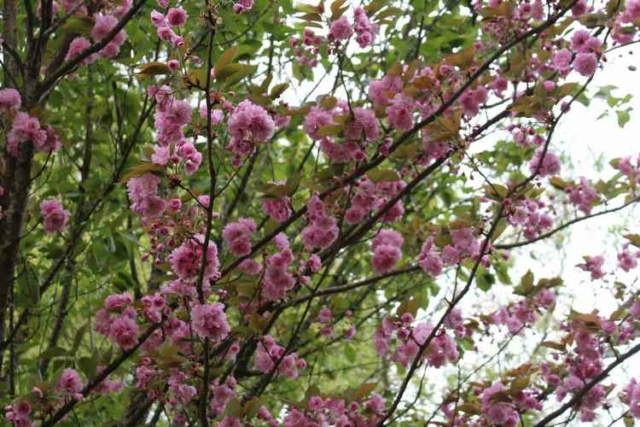 Prunus serrulata 'Royal Burgundy' Img_3745