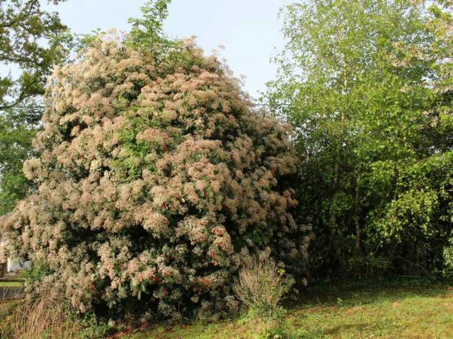 Photinia !!! - Page 2 Img_4023