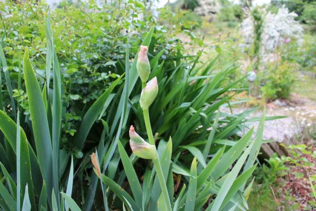 2020 - Iris ! - Page 6 Img_4150