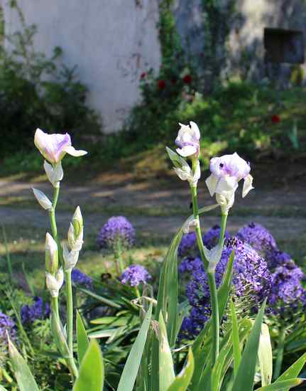 2020 - Iris ! - Page 6 Img_4326