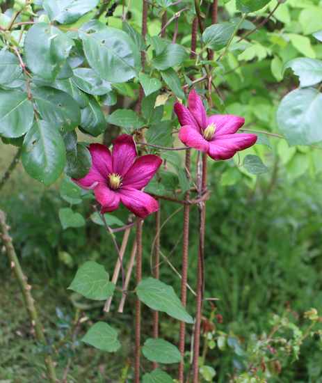 Clematis 'Ville de Lyon' !!! - Page 2 Img_4430