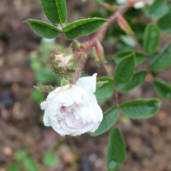 Rosa 'Blanche Moreau' !!! - Page 3 Img_5112