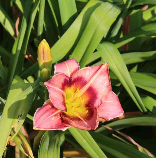 Hemerocallis - 2021- ! - Page 2 Img_5720