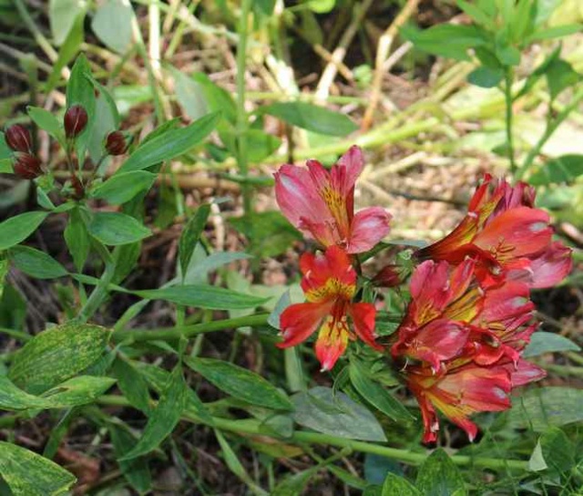 Alstroemeria Img_5826