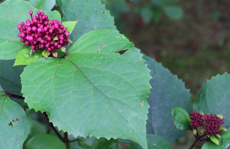 Clerodendron bungei !!! - Page 2 Img_6338