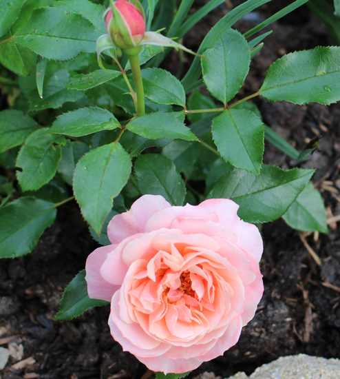 Rosa 'Botticelli' - Page 4 Img_6511