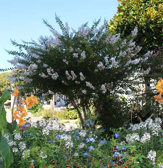 Lilas des Indes "LAGERSTROEMIA" Img_6820