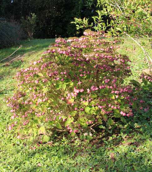 Hydrangea !!! - Page 20 Img_7011
