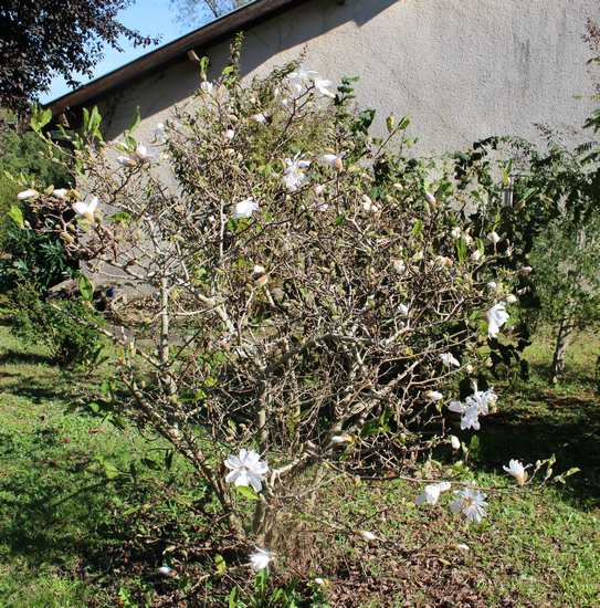 Magnolia stellata !!! - Page 2 Img_7015