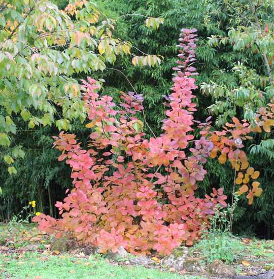 Cotinus coggygria !!! - Page 3 Img_7044