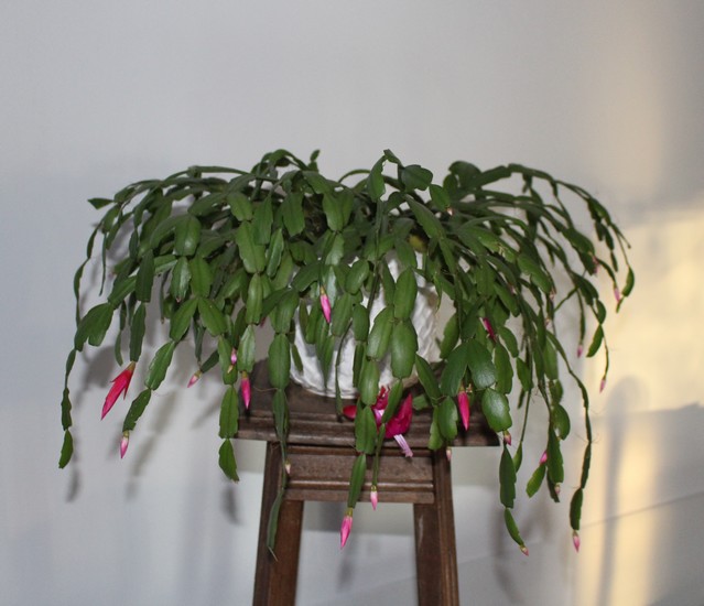 Epiphyllum !!! - Page 3 Img_7214