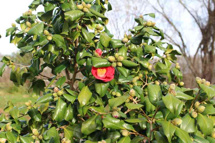 Camellia !!! - Page 3 Img_7238