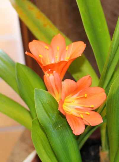clivia - Page 5 Img_7327