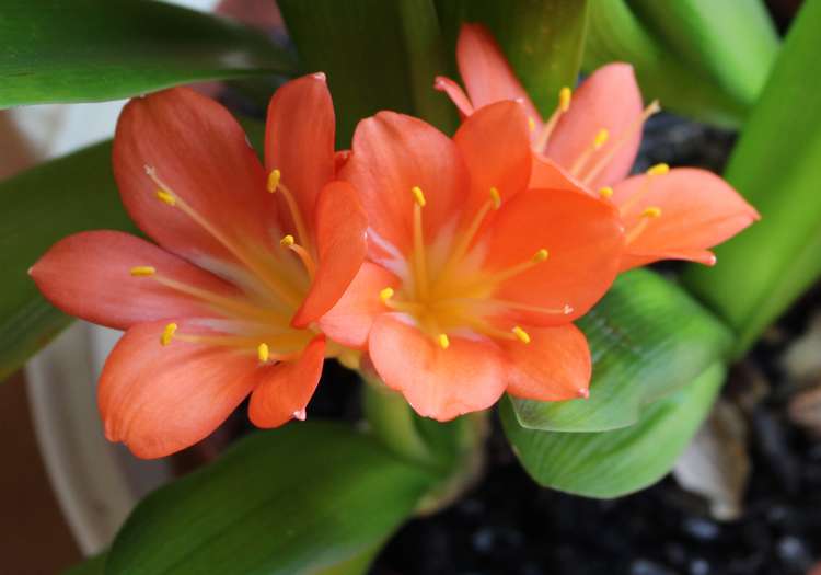 clivia - Page 5 Img_7329