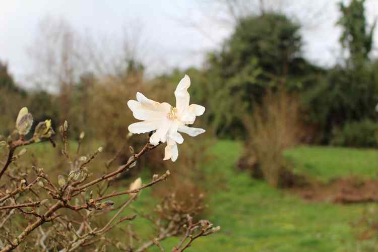 Magnolia stellata !!! - Page 2 Img_7415