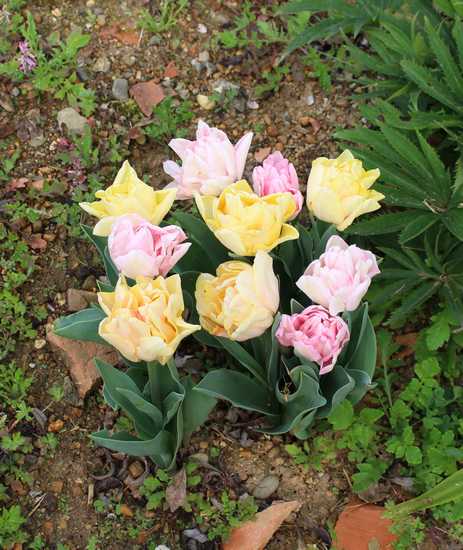 Tulipes. - Page 6 Img_7638