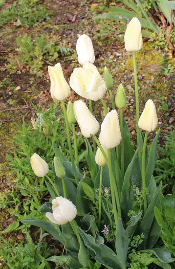 Tulipes. - Page 8 Img_7928