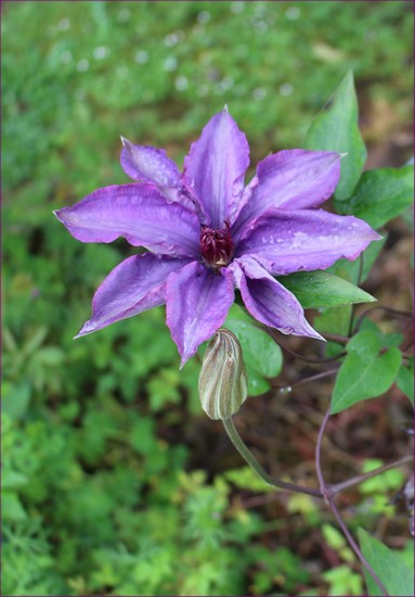 Clematis 2022 Img_8012