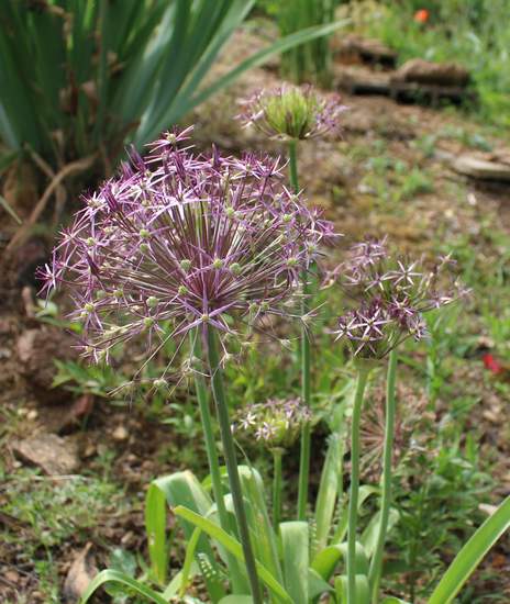 Qui est cet intrus ??? // Allium christophii - Page 2 Img_8629