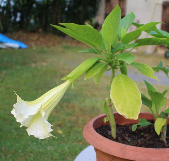 Brugmansia !!! - Page 2 Img_8813