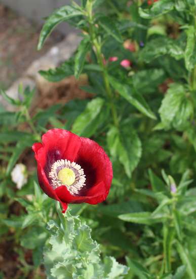 Papaver...........gentil coquelicot - Page 3 Img_8822