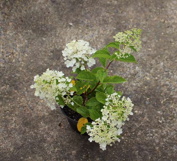  Hydrangea Paniculata 'Silver dollar' Img_8922