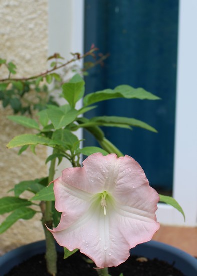 Brugmansia !!! - Page 2 Img_9031
