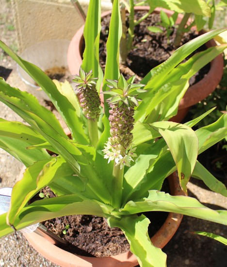 Eucomis !!! Img_9123