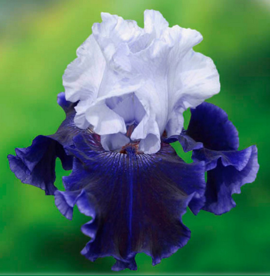 Iris 'World Premier' !!! Iris_w10