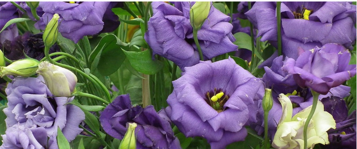 Eustoma russellianum  Lis_bm10