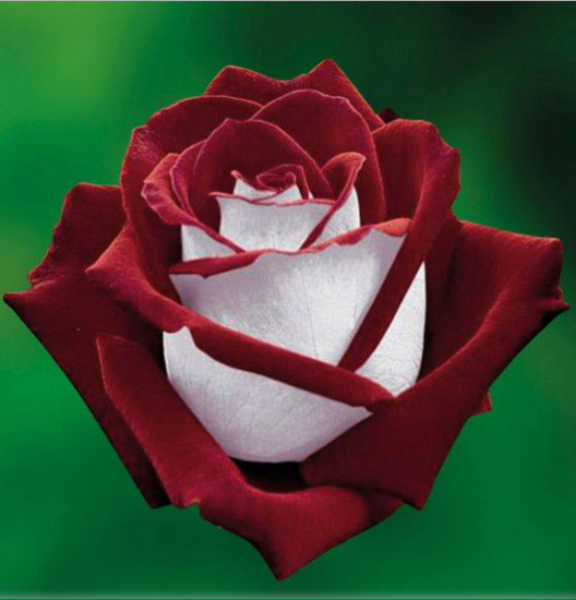 Rosa 'Osiria' ! Osiria10