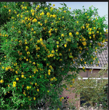 Clematis tangutica Sans_t17