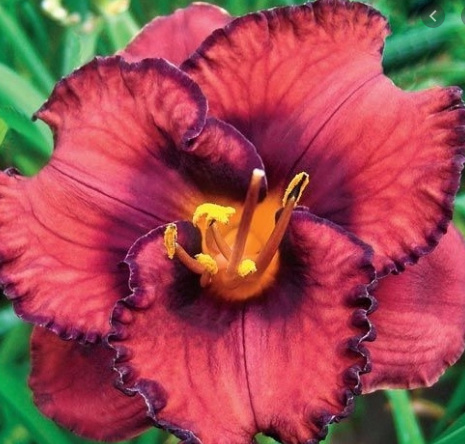 Hemerocallis Berrylicious Sans_t22