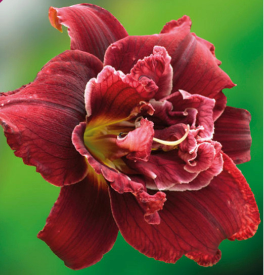 Hemerocallis Double red royal Sans_t23