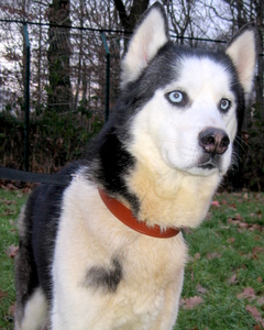 PTIT LOUP des yeux bleus de seducteur pour ce male husky(78) Anm_ph32