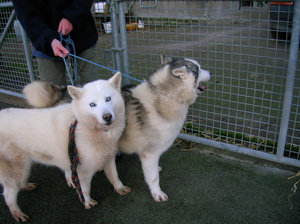 RADJIK et RUFFEN superbe male et femelle husky (29) Ima_ph15