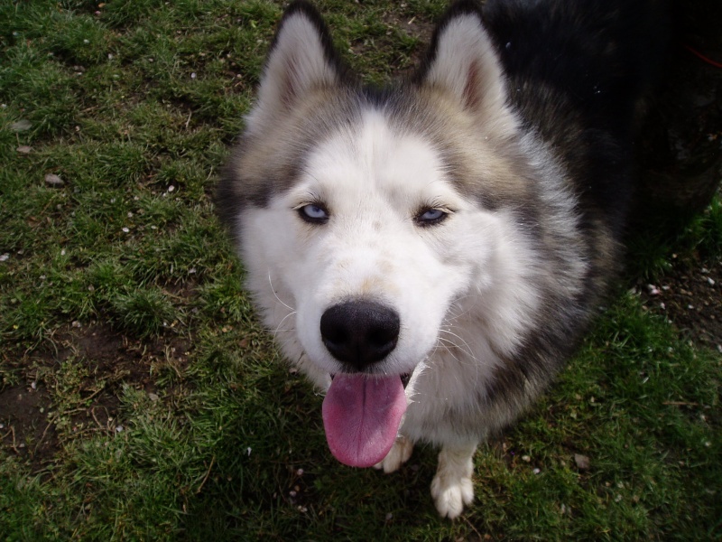 AKIRA magnifique  husky gris loup  3 ans Colmar - Page 8 P1010010