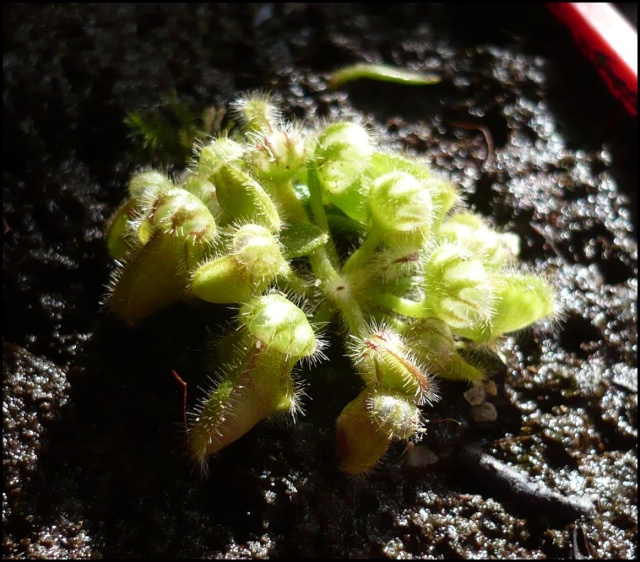 Evolution de mon Cephalotus en 3 mois Craa4610