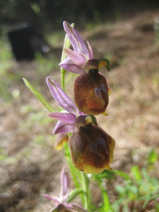 Ophrys lucis Img_1910
