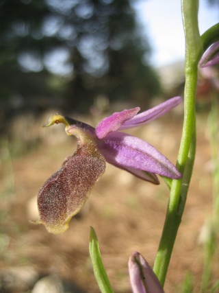 [Turquie] Ophrys ? Img_1911