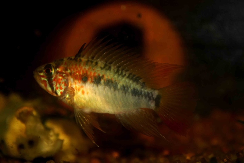 fiche Apistogramma viejita Apisto12