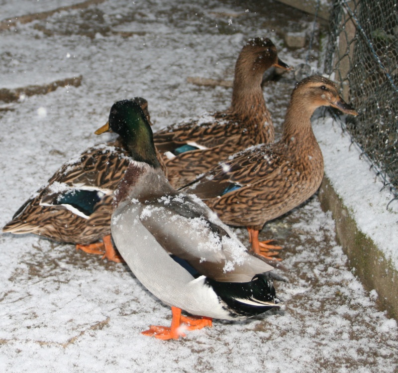 19eme concours "les animaux dans la neige" Canard10