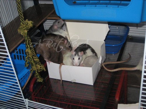 Les rats A-rat-bica, soyons fous ! Img_5211