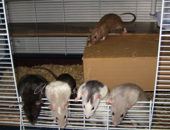 Les rats A-rat-bica, soyons fous ! Img_6113
